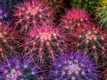 Critical IP spoofing bug patched in Cacti