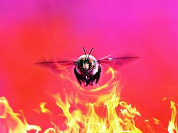 Bumblebee over fire