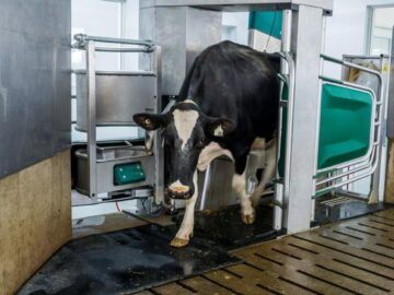 Crooks took control of a cow milking robot causing the death of a cow