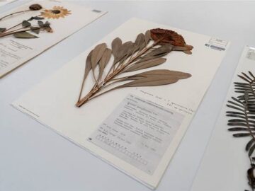 NSW Herbarium completes five-year archive digitisation