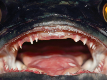 Close up of fish mouth with sharp teeth