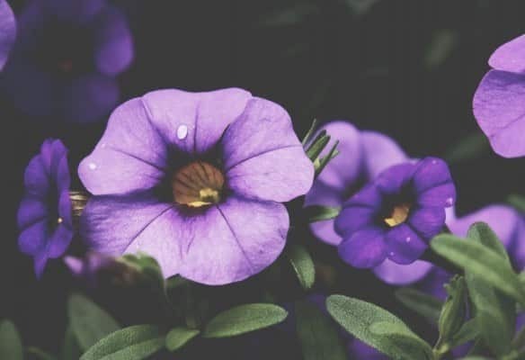 Her Name is Susan | Daniel Miessler