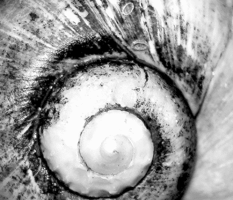 Study: Phi – The Golden Ratio