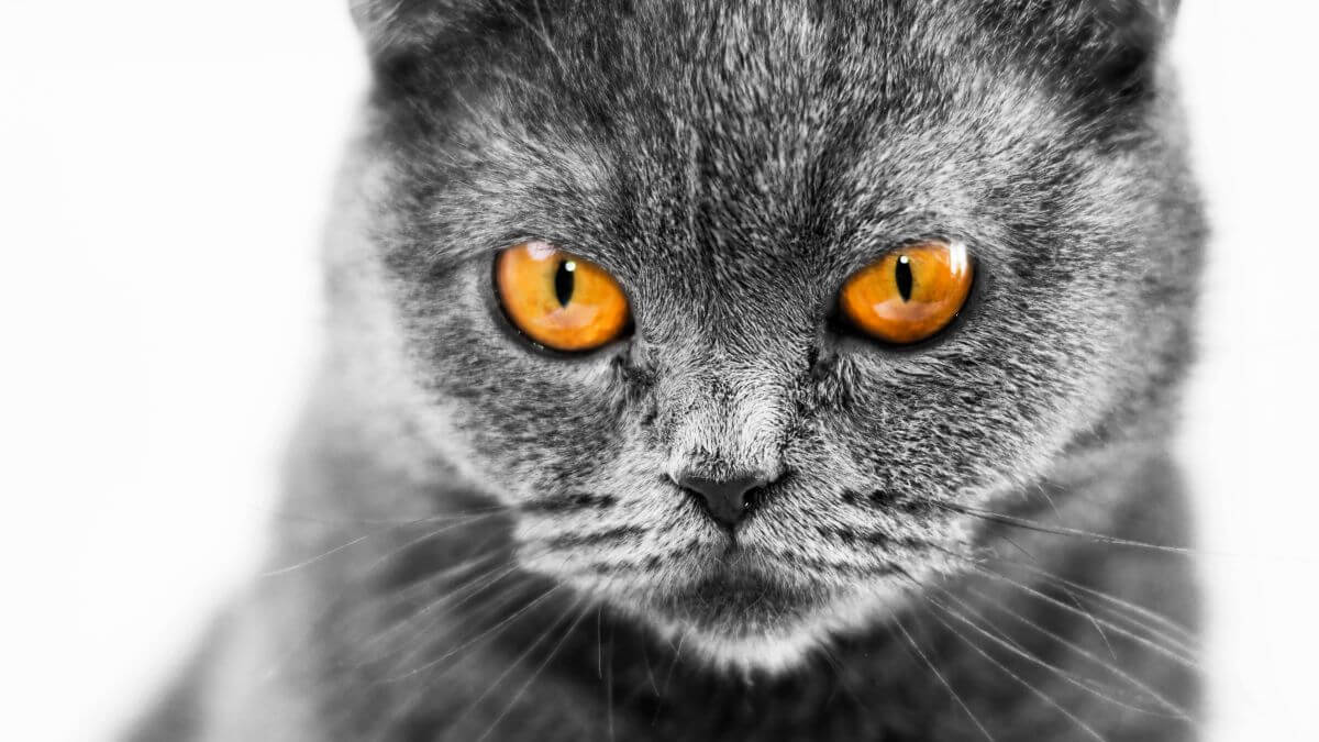 stalkerware cat