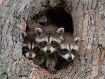 RaccoonO365 gang busted