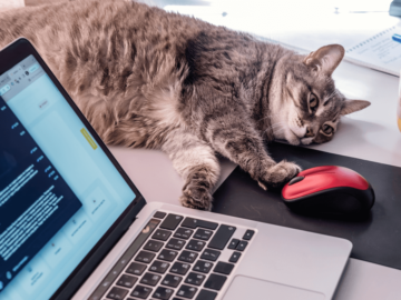 Cat watching Mic-E-Mouse