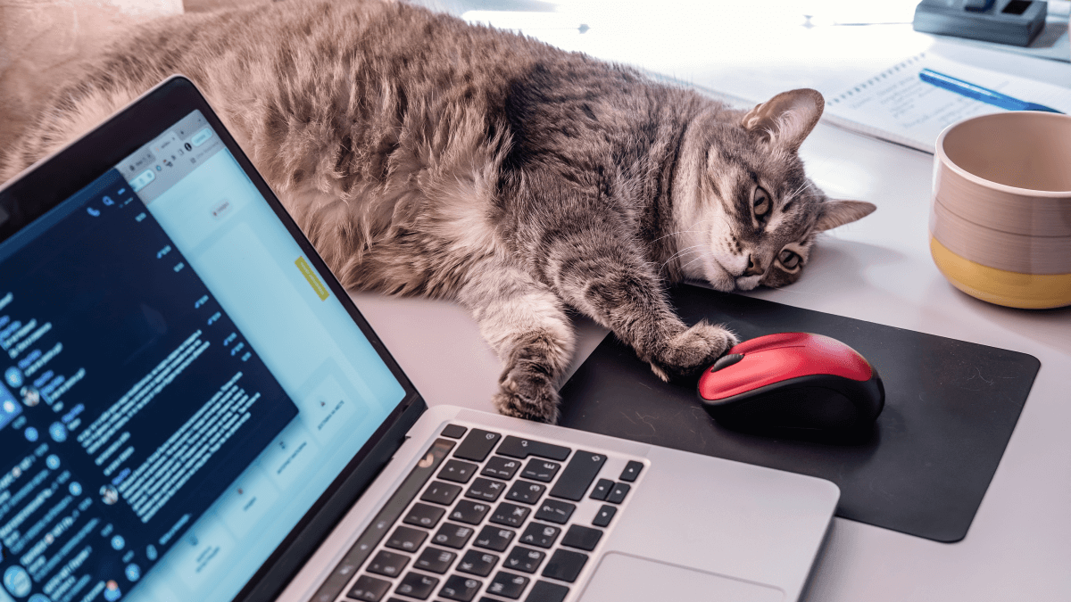 Is your computer mouse eavesdropping on you? Cat watching Mic-E-Mouse