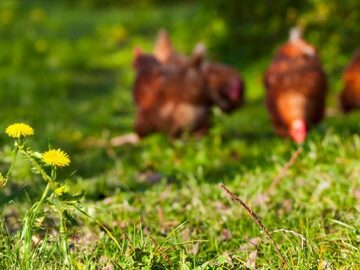 Vibe coding: A question of chicken feed or food